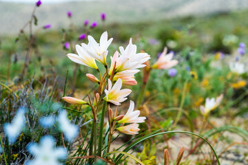 A dynamic composition featuring a clump of white and pale peach Añañuca flowers with out-of-focus blue wildflowers in the foreground and a vibrant green and yellow background on the Huasco Coast.