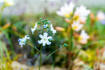 A vibrant close-up of a single stem of Zephyra elegans with open white and light blue flowers, set against a soft, bright background of varied green and yellow wildflowers on the Huasco Coast.