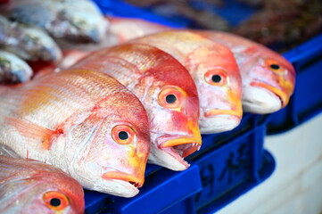 Fresh red snapper displaying characteristic firm texture and moist white flesh, premium fish suitable for grilling, steaming, baking, and frying preparations at market.