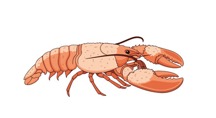 Illustration of a crustacean in shades of orange and white on a plain backdrop with detailed lines highlighting its structure