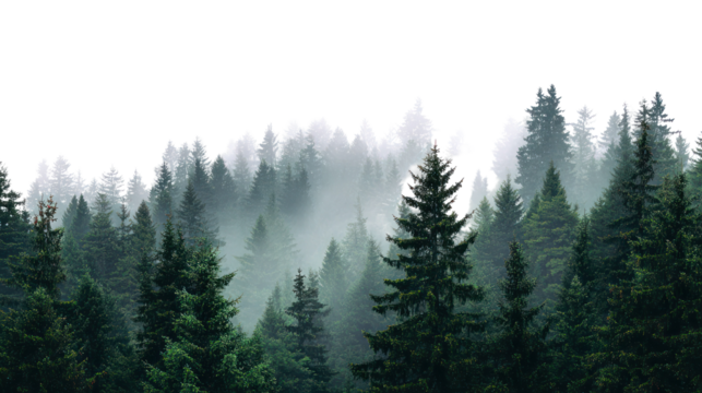 Abstract reflection of evergreen trees in water isolated on transparent background