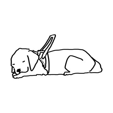 休む盲導犬