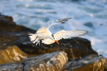Royal Tern in Flight at La Jolla Cove