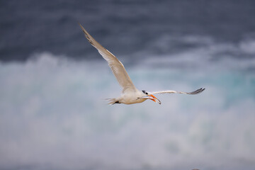 Royal Tern in Flight at La Jolla Cove