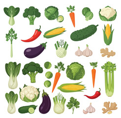 Vector illustration of bok choy, broccoli, brussels sprouts, cabbage, carrot, cauliflower, celery, chili pepper, corn, cucumber, eggplant, fennel, garlic, ginger, isolated on white background