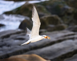 Royal Tern in Flight at La Jolla Cove