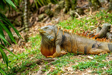 Close-Up Portrait of a Green Iguana in the Wild, Florida