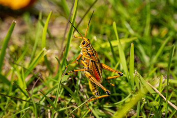 Eastern Lubber Grasshopper Sitting in Lush Green Grass