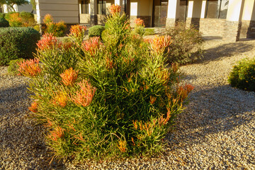 Desert style xeriscaped ground with vibrant Euphorbia tirucalli, Sticks on Fire succulent, also known as Pencil Cactus or Red Pencil Tree, Phoenix, Arizona