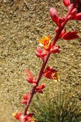 Open flower of desert native red yucca or Hesperaloe parviflora, shallow DOF, closeup
