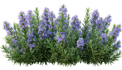 Lush rosemary bush with vibrant purple flowers