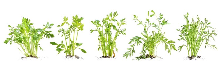Five Young Carrot Plants in Soil, Isolated on White Background