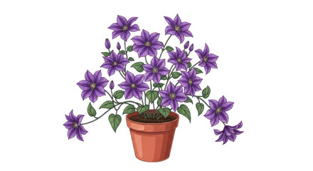 Fototapeta premium Purple clematis plant in pot