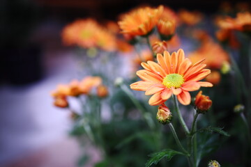 オレンジ色の菊の花