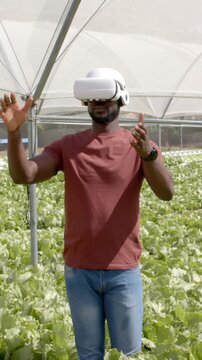 Vertical video: man starting VR manipulating virtual controls to monitor lettuce in greenhouse