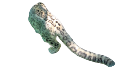 Snow Leopard (Panthera uncia) Isolated on a White Background with Copy Text Space. Majestic Big Cat Element for Wildlife Posters, Conservation Themes, and Nature-Inspired Designs. PNG File