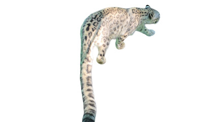 Snow Leopard (Panthera uncia) Isolated on a White Background with Copy Text Space. Majestic Big Cat Element for Wildlife Posters, Conservation Themes, and Nature-Inspired Designs. PNG File