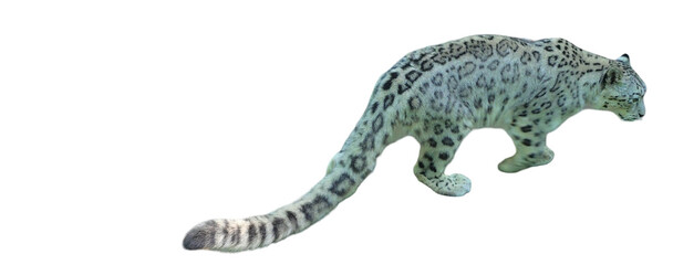 Snow Leopard (Panthera uncia) Isolated on a White Background with Copy Text Space. Majestic Big Cat Element for Wildlife Posters, Conservation Themes, and Nature-Inspired Designs. PNG File