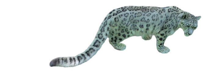 Snow Leopard (Panthera uncia) Isolated on a White Background with Copy Text Space. Majestic Big Cat...
