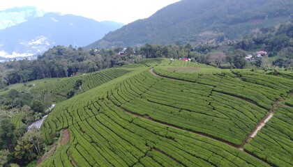 Lush tea plantation on a hillside (1)