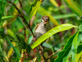 枝にとまるスズメ