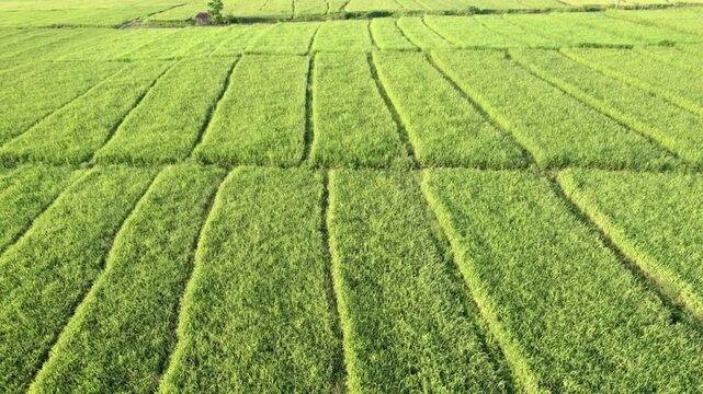 An aerial shot showcasing vast green rice paddies arranged in neat, parallel rows. This captivating drone footage highlights the meticulous patterns of agricultural land.