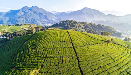 Lush tea plantation on a hillside