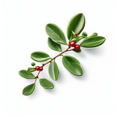 an AI Image Generator, Botanical Illustration of Green Branch