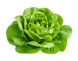 Fototapeta premium Top-Down View of Fresh Green Lettuce, isolated on transparent background.
