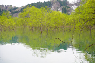 山形県白川湖の水没林