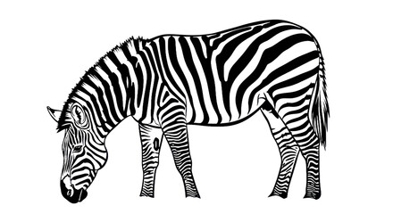 Fototapeta premium Zebra silhouette outline design