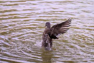 Female mandarin duck, Aix galericulata on a pond flaps its wings and water splashes.