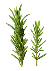 Fototapeta premium Two sprigs of fresh rosemary (2)