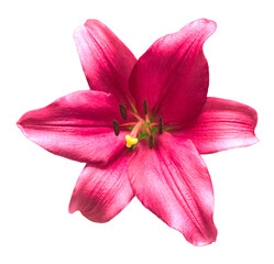 Beautiful pink lily flower isolated on white background. Top view, flat design, florist business concept