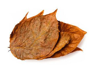 dry leaf on white background