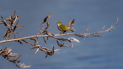 Warbling White-eye perched on a dry branch