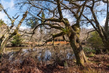 Mossy trees by a tranquil pond in a woodland setting.