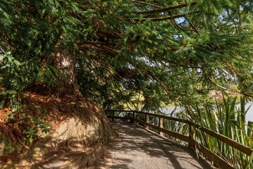 Scenic Pathway Under Lush Tree by Lake