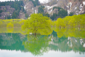 山形県白川湖の水没林