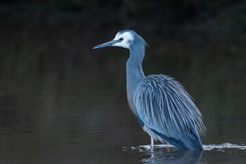 White-faced Heron standing in calm water