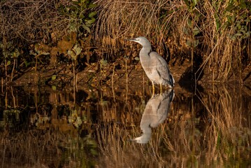 Great Blue Heron (Ardea herodias) standing by a reflective water