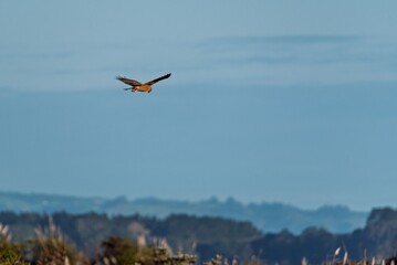 Northern Harrier gracefully over a scenic landscape