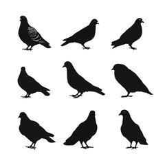 Obraz premium Collection of black and white dove silhouettes isolated on white background