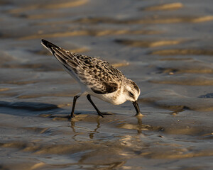 Sanderling shorebird searching for food on a Florida beach