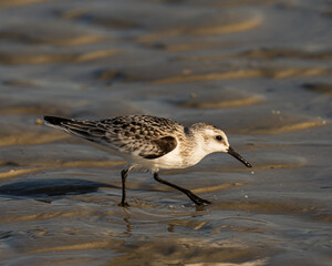 Sanderling shorebird foraging for food on a Florida beach