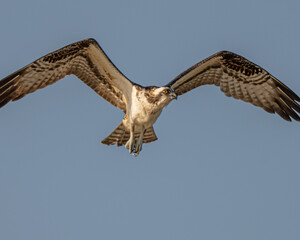 Portrait of an osprey in flight