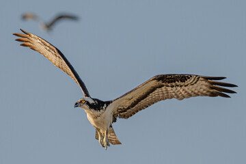 Osprey in flight followed by seagull