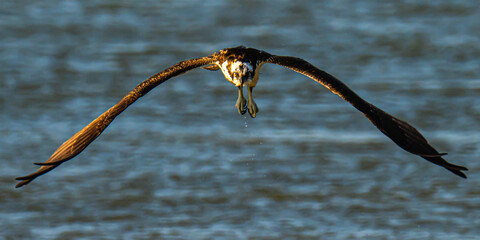 Striking pose of an osprey in flight looking at camera