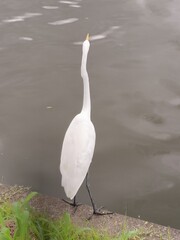 Great Egret Standing by the Water at Mizumoto Park, Tokyo_4
水元公園の水辺に佇むダイサギ_4