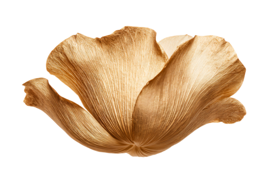 a close up of a mushroom on a white background